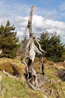 Knotted, dead tree trunk in a natural forest environment, Harz Mountains, Brocken, Lower Saxony