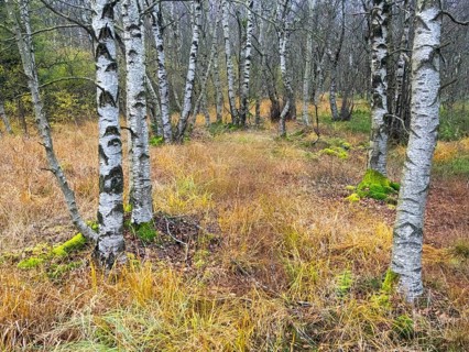 Moor Birch tree stems, (Betuls pubescens) with surounding autumn colour, in the Rhön UNESCO