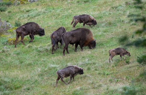 Bison (Bison bonasus), herd grazing in near-natural habitat, captive, Germany, Europe