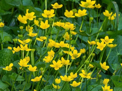Marsh-marigold or kingcup (Caltha palustris), flowering on marshy ground, Hesse, Germany, Europe