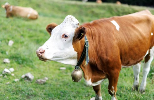A young bull with a bell stands on a mountain pasture in Erl, 11/07/2024