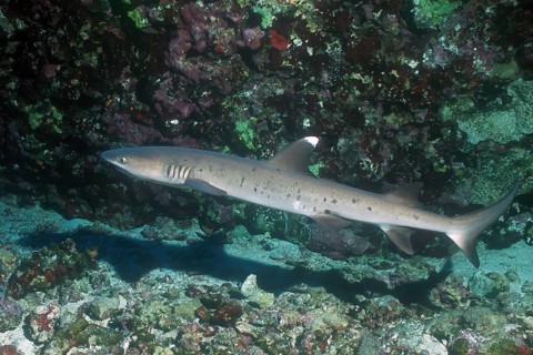 Whitetip reef shark (Triaenodon obesus) Whitetip reef shark swimming near the bottom through coral