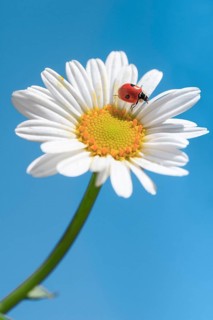 Ladybird on daisy, Switzerland, Europe