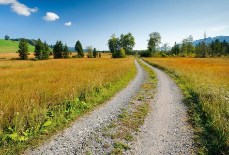 Field road leads through the Rothenthurm upland moor, Schwyz, Switzerland, Europe