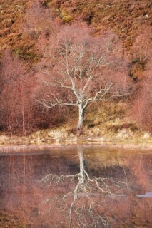 Reddish birch trees overgrown with moss are reflected in the water of a loch covered with ice