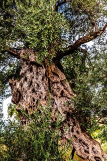 Olive tree plantation, Montenegro, Montenegro, Europe