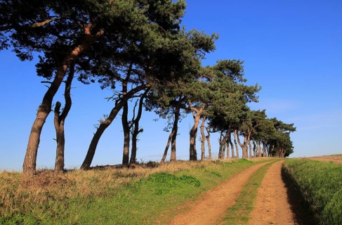 A line of Scots pine trees marking an field boundary in the countryside, Shottisham, Suffolk,