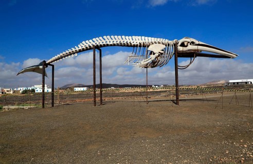 Sperm whale skeleton, Physeter macrocephalus, at Las Salinas del Carmen, Fuerteventura, Canary