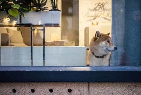 Dog looking curiously out of window, shop window, shop, Stuttgart, Baden-Württemberg, Germany,