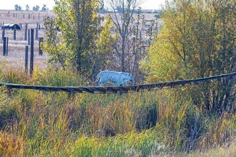 Keenesburg, Colorado, A white tiger at the Wild Animal Sanctuary, a nonprofit that rescues animals
