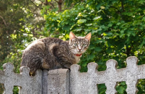 Gray spotted cat with yellow eyes sitting on a concrete fence against a background of green leaves