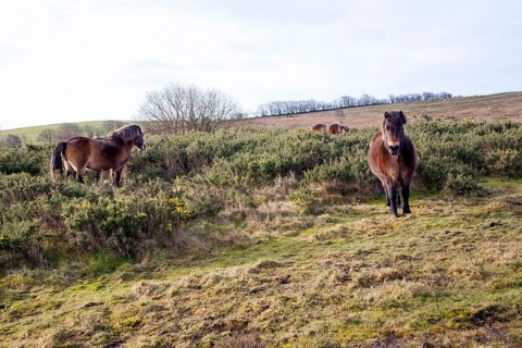 Exmoor ponies grazing near North Hill, Minehead, Somerset, England, United Kingdom, Europe