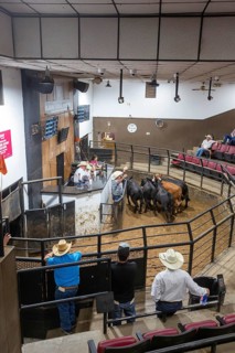 Oklahoma City, Oklahoma, Cattle are auctioned at the Oklahoma National Stockyards. Since it was