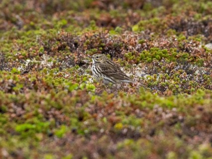 Meadow Pipit (Anthus pratensis) adult bird resting on tundra vegetation, May, Varanger National