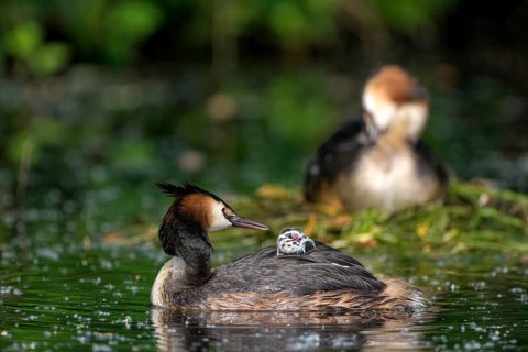 Great Crested Grebe (Podiceps cristatus), pair at the nest, with chicks, Krickenbecker Seen, North