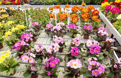 Display of bright polyanthus plants Ladybird Nurseries garden centre, Gromford, Suffolk, England,