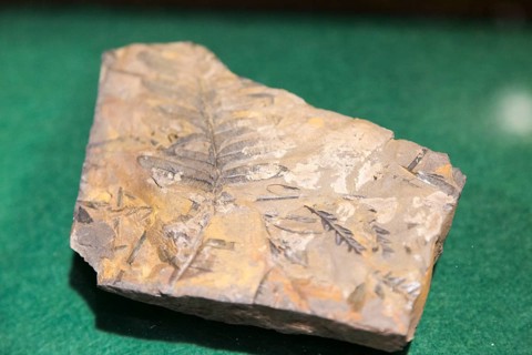 Plant fern leafl fossil display in Radstock museum, Somerset, England, UK