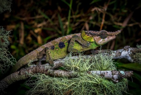 Male chameleon (Calumma malthe) in the rainforests of eastern Madagascar