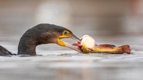 Great cormorant (Phalacrocorax carbo) with catfish as prey, hunting, fishing, preying, sunrise,
