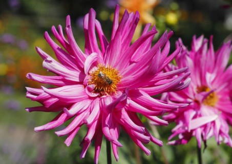 European honey bee (Apis mellifera) on deer antler dahlias (Dahlia), North Rhine-Westphalia,