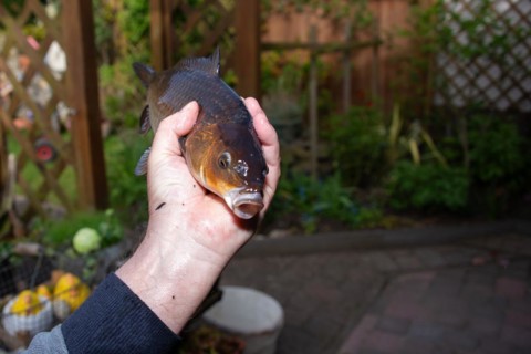 A hand holding a koi carp with its mouth open in the garden, Germany, Europe