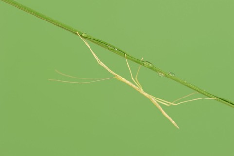 Pink Winged Stick Insect or Winged Stick Insect (Sipyloidea chlorotica, Sipyloidea sipylus), nymph,