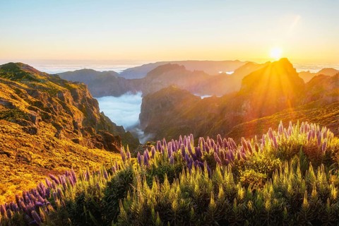View from Pico do Arieiro of mountains over clouds with Pride of Madeira flowers and blooming