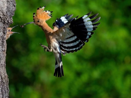 Hoopoe, (Upupa epops), approaching the breeding cave, with prey for young bird, family Hoopoes,