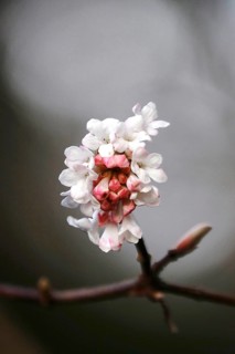 Flowering snowball, winter, Germany, Europe