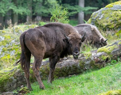 European bison (Bison bonasus) young animal in near-natural habitat, captive, Germany, Europe