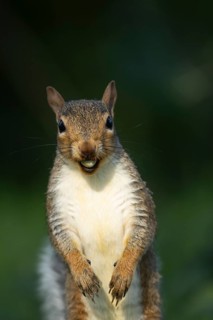 Grey squirrel (Sciurus carolinensis) adult animal with a Hazel tree nut in its mouth in the autumn,