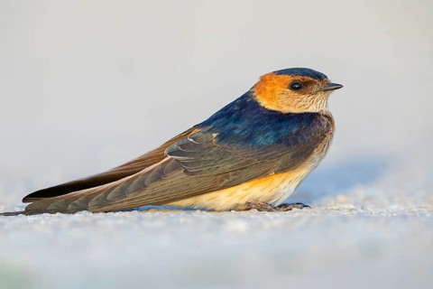 Red-rumped swallow (Hirundo daurica), Lesbos Island, Greece, Europsa, Europe