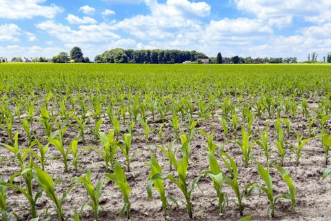Field with plants of young corn (Zea mays) young maize plants growing on maize field, visible
