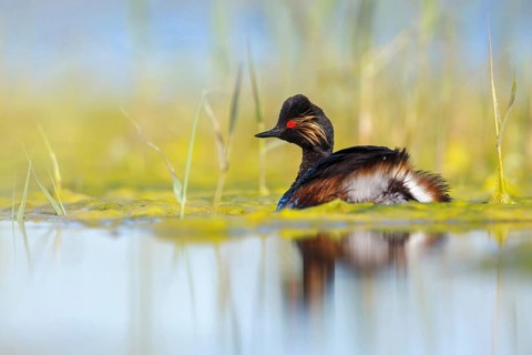Black-necked grebe (Podiceps nigricollis), swimming in the water, Hides de El Taray / Floating Hid,