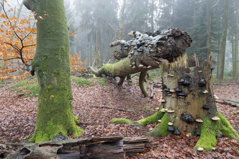 Old copper beeches (Fagus sylvatica) with tinder fungus (Fomes fomentarius) in the fog, Emsland,