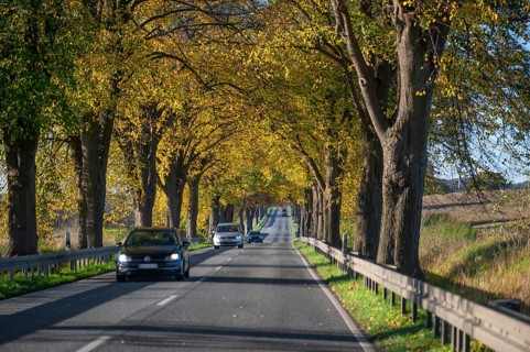 Autumnal lime tree avenue (Tilia) on a federal road B 104, Lübeck-Rehna, Mecklenburg-Vorpommern,
