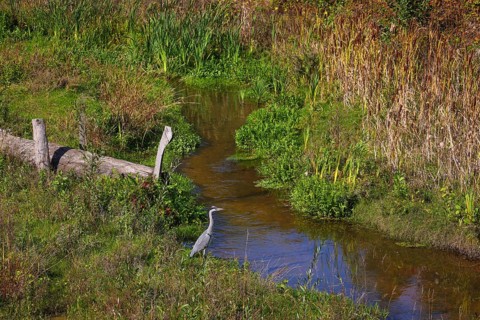 Bottrop-Gladbeck, North Rhine-Westphalia, Germany, grey heron, also known as a heron, on the