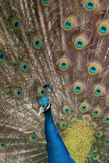 Indian peafowl or Peacock (Pavo cristatus) adult male bird displaying showing its tail feathers,