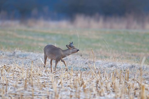 Roe deer (Capreolus capreolus) adult male buck in a frosty farmland field with a piece of plastic