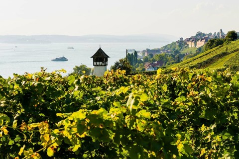 Vineyards and lake, Meersburg, Lake Constance, Baden-Württemberg, Germany, Europe