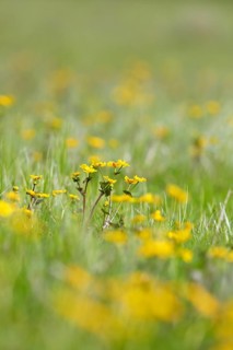 Marsh marigold (Caltha palustris), flowers of wetland biotopes, yellow flower, Flusslandschaft