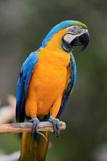 Yellow-breasted Macaw (Ara ararauna), adult, on wait, South America