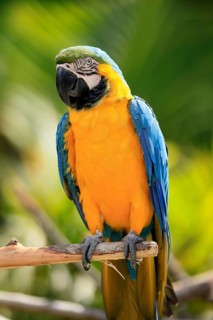 Yellow-breasted Macaw (Ara ararauna), adult, on wait, South America