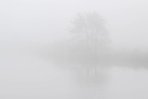 Alder trees (Alnus glutinosa) at a body of water in fog, Emsland, Lower Saxony, Germany, Europe