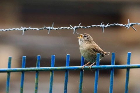 A wren (Troglodytes troglodytes) sits on a blue fence and sings next to barbed wire, Hesse,