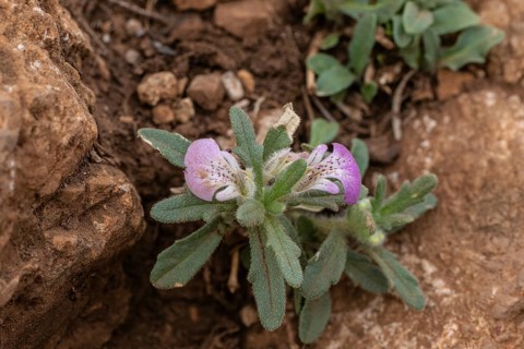 Musk greenfinch (Ajuga iva), Sicily, Italy, Europe