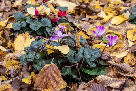 Cyclamen (Cyclamen neopolitanum) in fallen leaves, Emsland, Lower Saxony, Germany, Europe