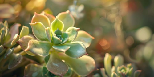 Close up of beautiful succulent plant. KI generiert, generiert, AI generated