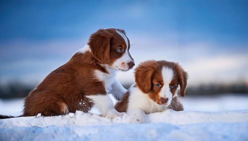 KI generated, dog, dogs, puppy, one, two, three, play, snow, winter, autumn leaves, blue sky,