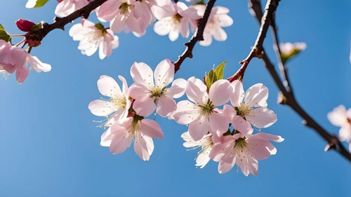 Blooming cherry blossoms with soft pink petals against a clear blue sky, with delicate sunlight